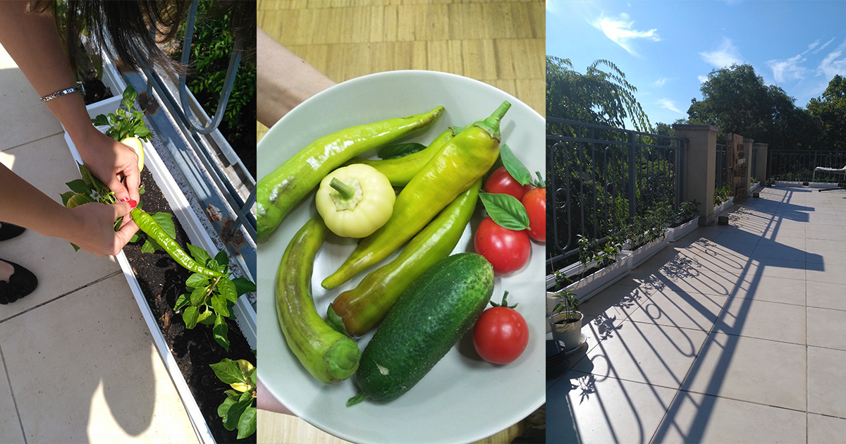 Clarity_poszt kep_20170_Paradicsom paprika